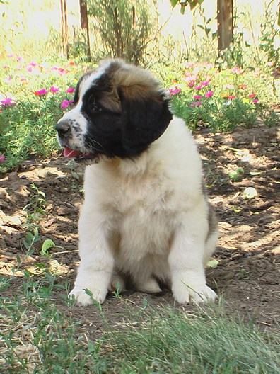 Московская сторожевая