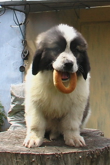 Московская сторожевая